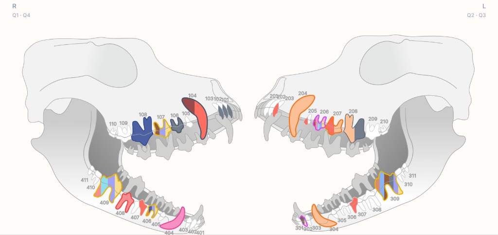 Lateral jaw projection with pathology marking — triadan.app